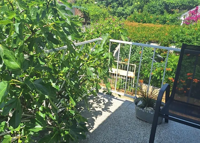 Under The Fig Tree *